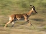 Africa 031 : Africa, Animal, Botswana, Chitabe, Impala, Mammal, Okavango